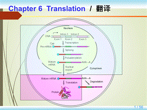 英汉对照分子生物学导论课件.ppt