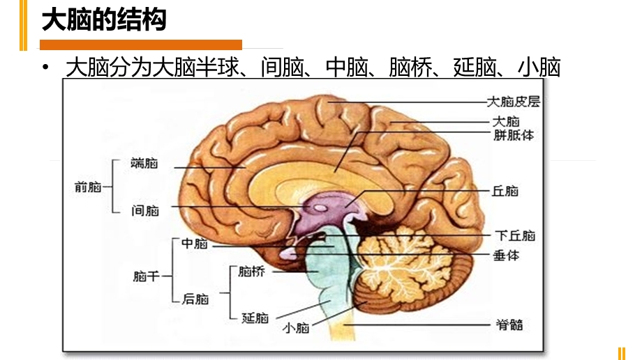 脑出血教学查房演示ppt课件.pptx_第3页