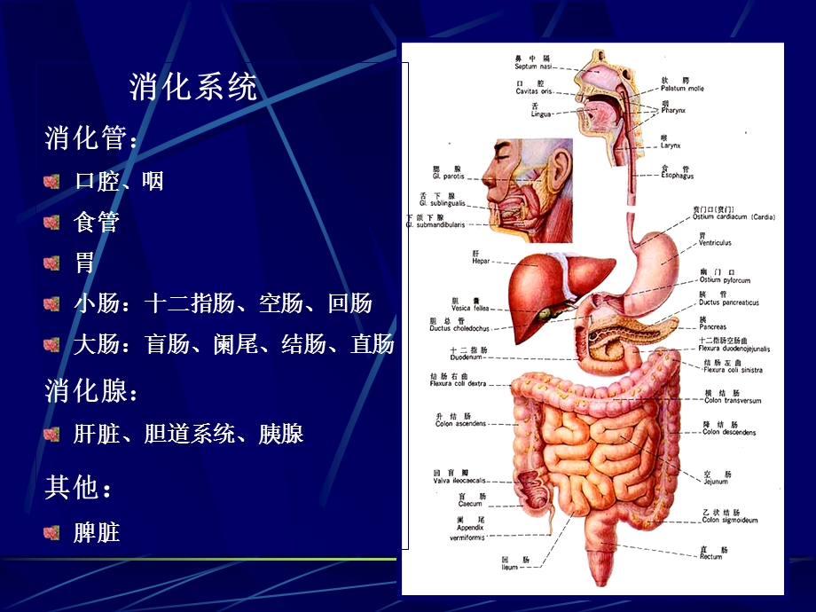 胃肠道正常影像表现基本病变课件.ppt_第2页