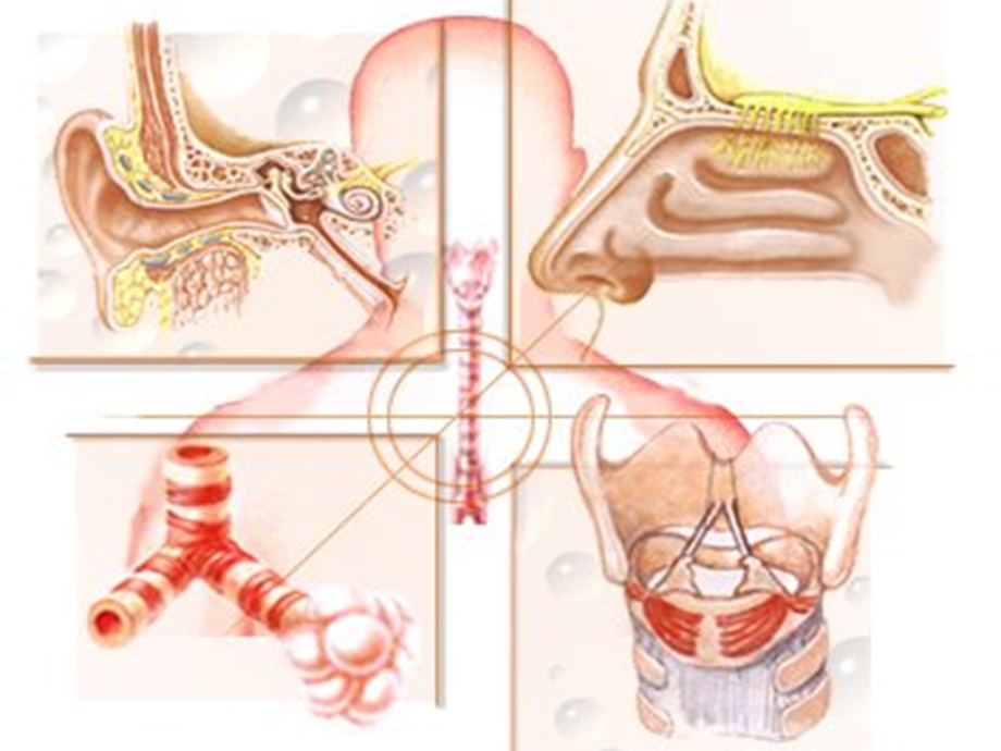 耳鼻咽喉解剖生理课件.ppt_第2页