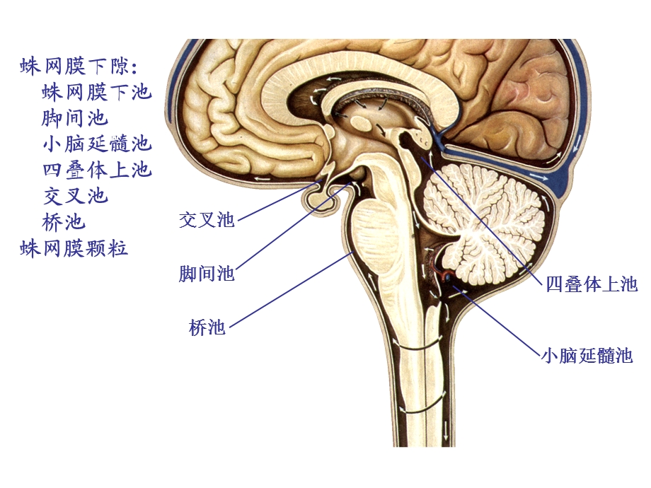 常见脑炎诊断及治疗课件.ppt_第3页