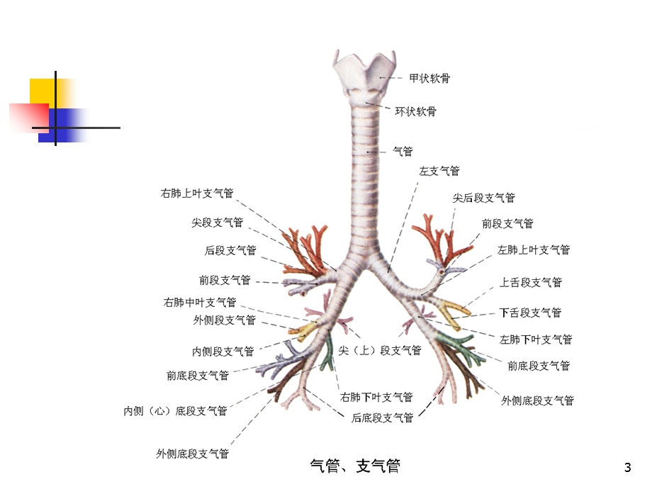 支气管扩张影像学表现课件.ppt_第3页