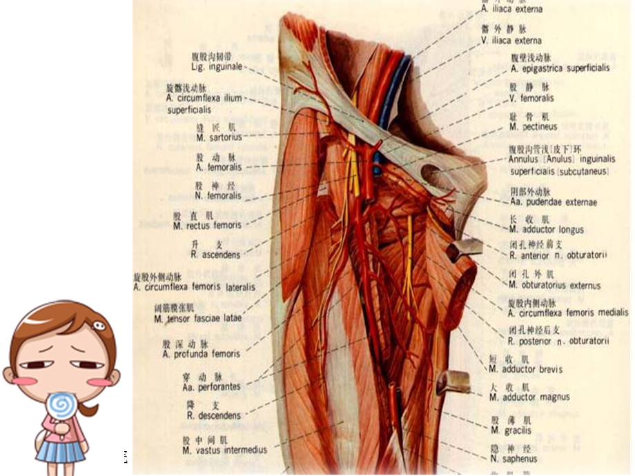 股静脉采血课件.ppt_第3页