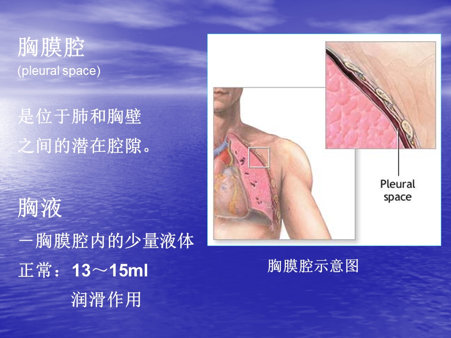 胸腔积液PPT完整版课件.ppt_第3页