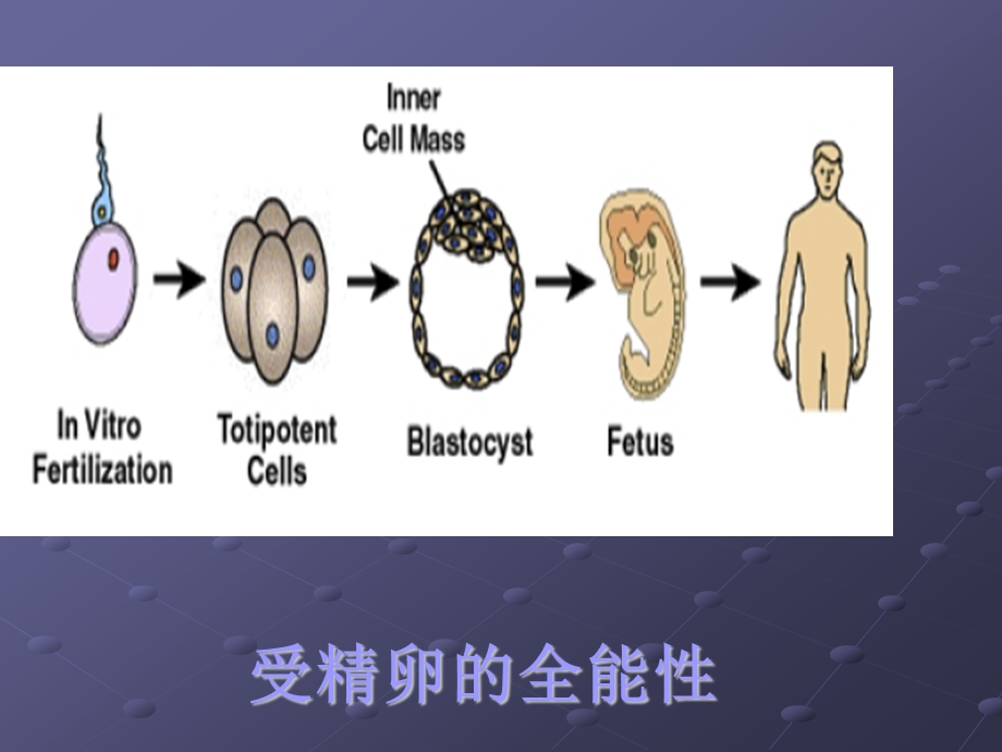 肿瘤的诱导分化和凋亡疗法课件.ppt_第2页