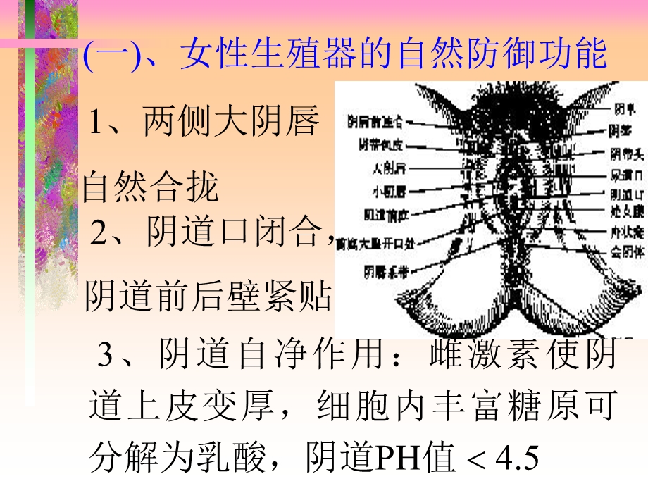 妇科课程演示女性生殖器炎症演示ppt课件.ppt_第2页