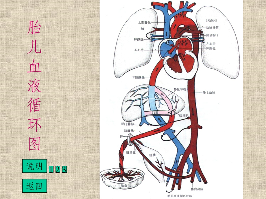 胎儿血液循环图课件.ppt_第2页