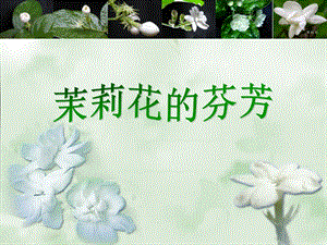 茉莉花欣赏课件.ppt