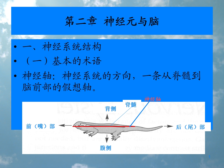 神经元和脑课件.ppt_第1页