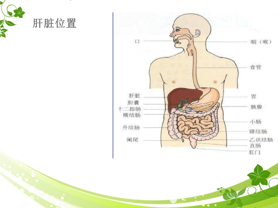 肝脏的解剖课件.ppt_第3页