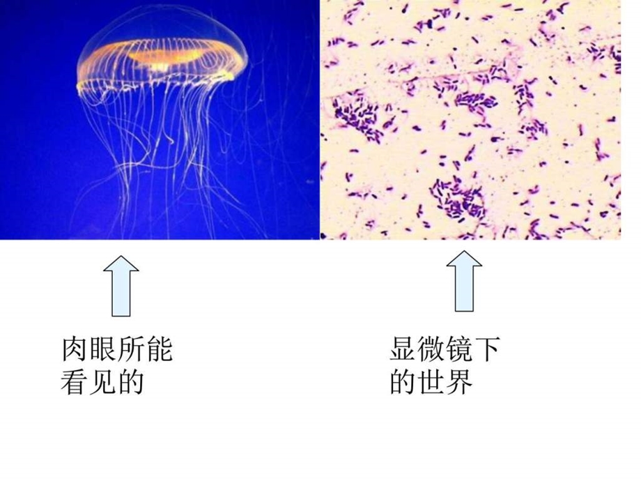 苏教版小学六年级上学期科学全册课件图文.ppt_第2页