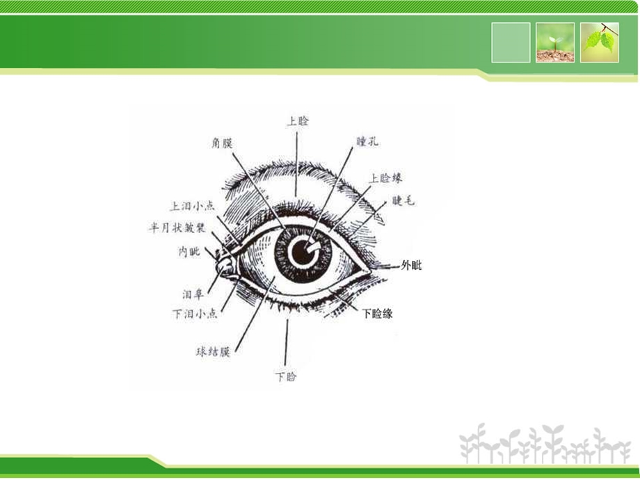 睑内翻矫正术(行业精制)课件.ppt_第3页