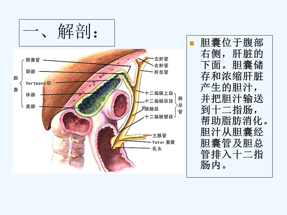 胆囊切除术胆总管切开取石术课件.ppt_第2页