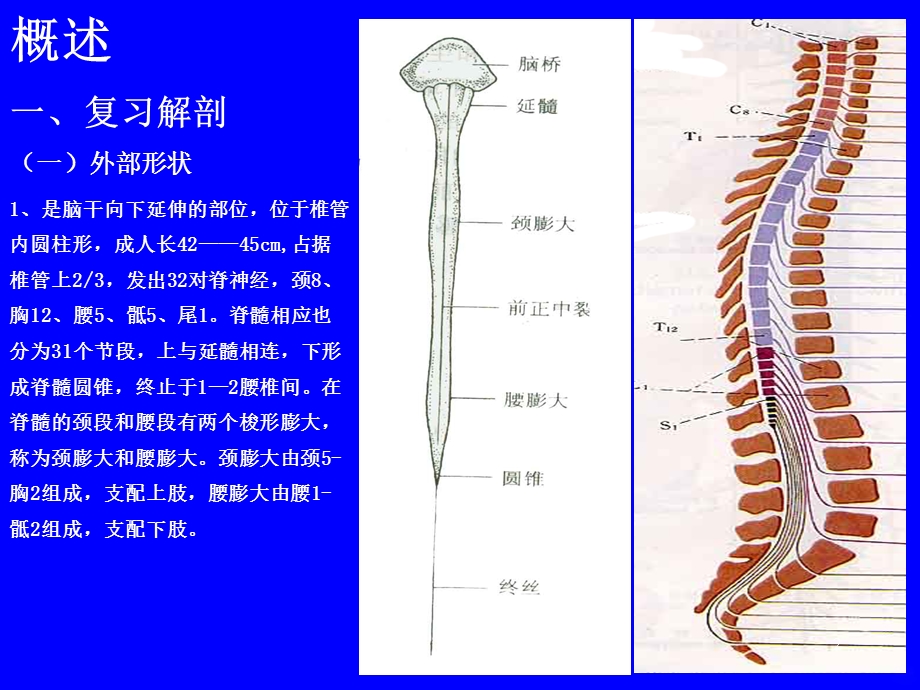 脊髓病变课件.ppt_第2页