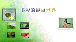 多彩的昆虫世界课件.ppt