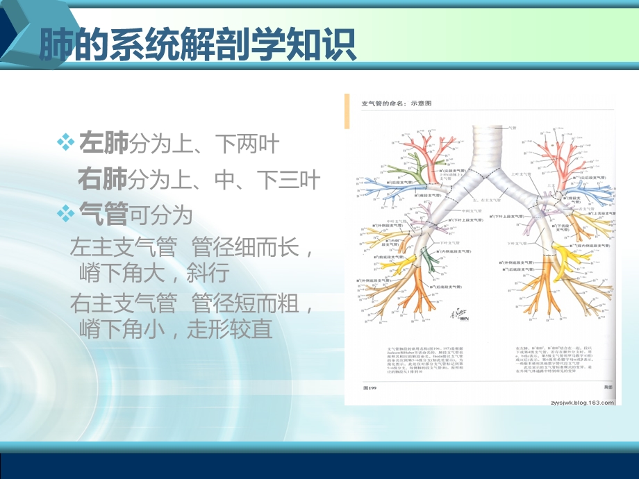 肺叶切除术课件.ppt_第3页