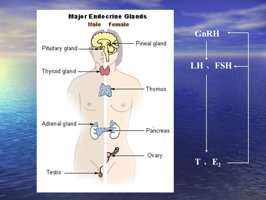 特发性低促性腺激素性性腺功能减退课件.ppt_第3页