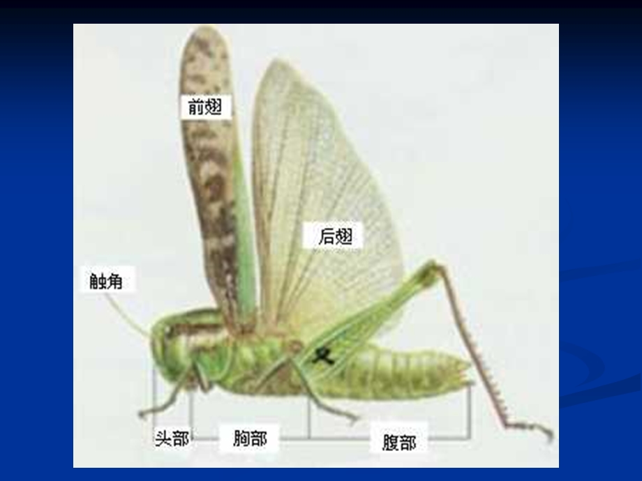 昆虫世界与人类社会(1)课件.ppt_第2页