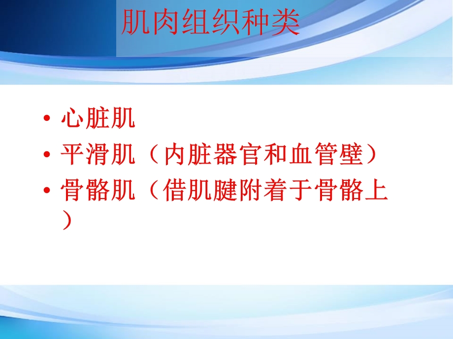 肌肉功能解剖课件.ppt_第3页