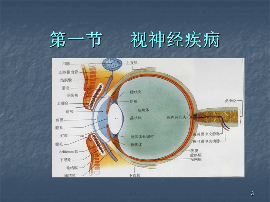 视神经及视路疾病课件.ppt_第3页