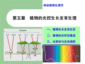 植物光控生长发育课件.ppt