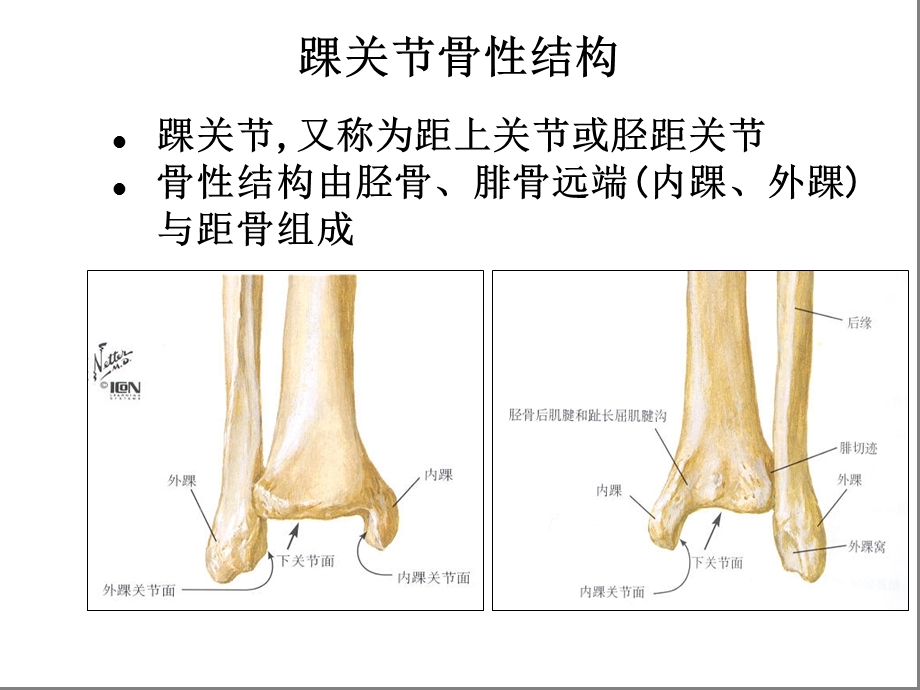 踝关节解剖基础课件.ppt_第3页