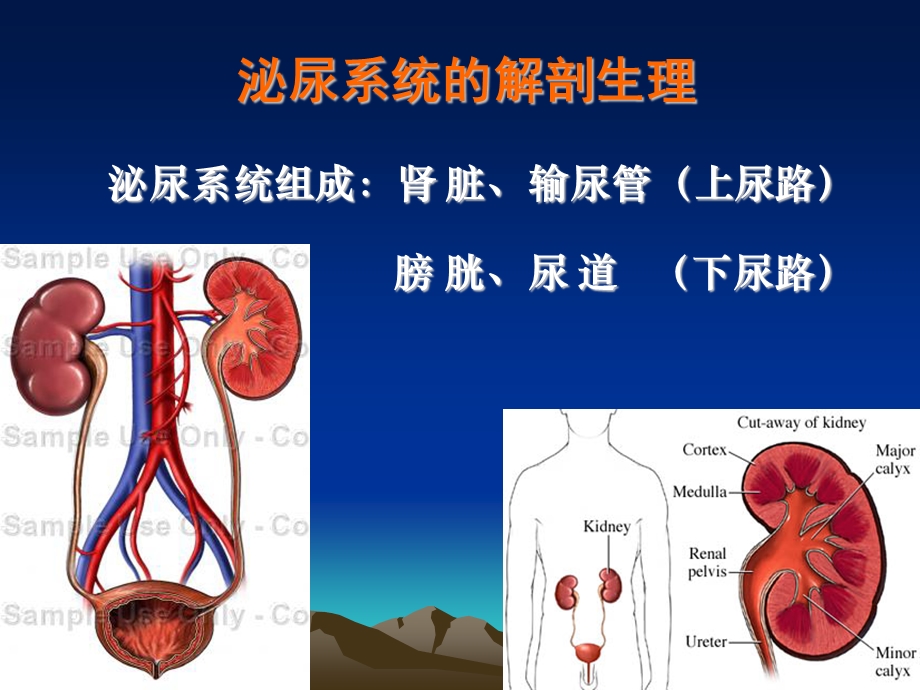 泌尿、男性生殖系统疾病的主要症状和检查课件.ppt_第2页