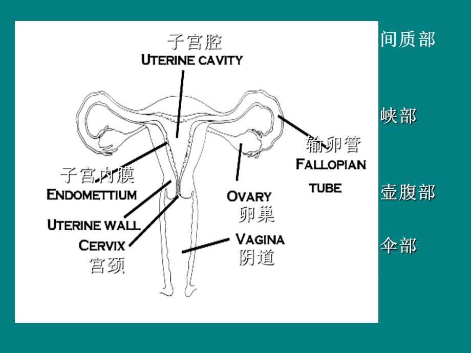 异位妊娠新进展课件.ppt_第3页