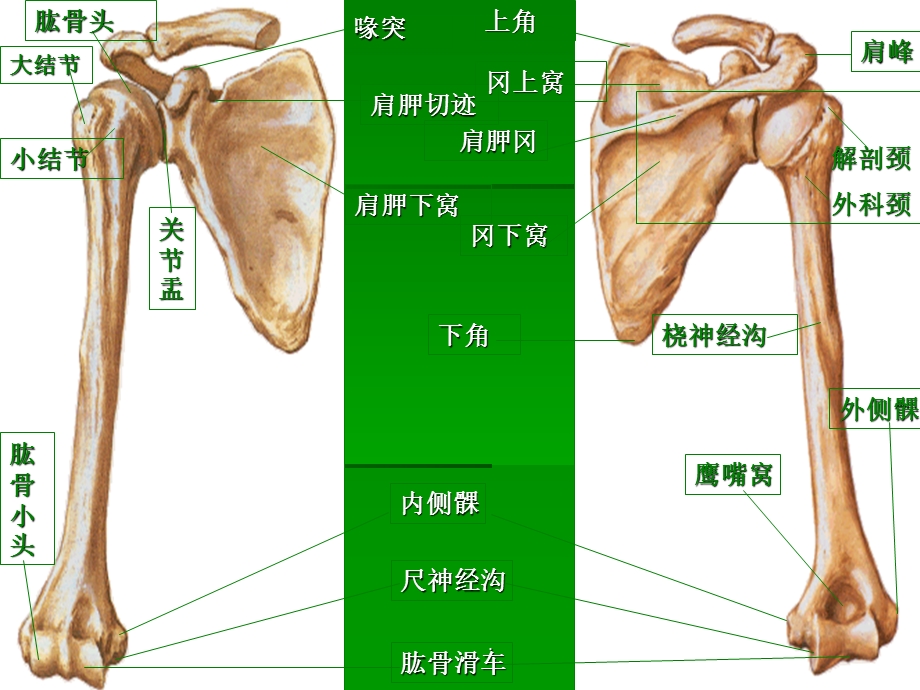 肩关节肌肉肩袖损伤课件.ppt_第2页