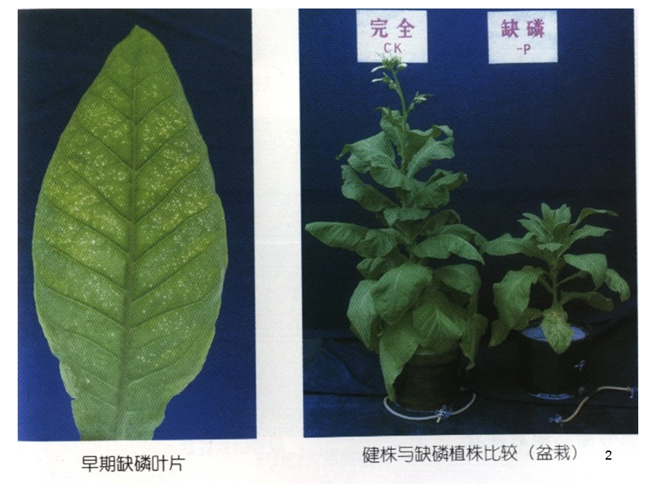 烟叶缺素症课件.ppt_第2页