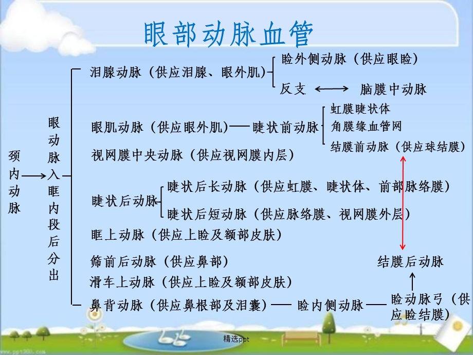 眼部动脉解剖课件.ppt_第2页