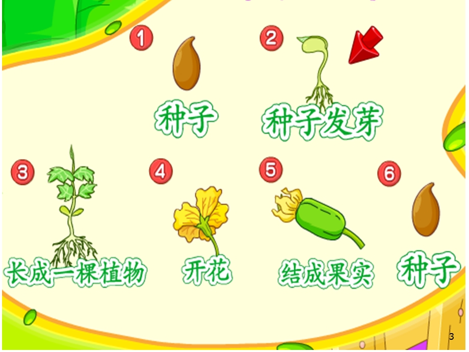 小班蔬菜宝宝营养多课件.ppt_第3页
