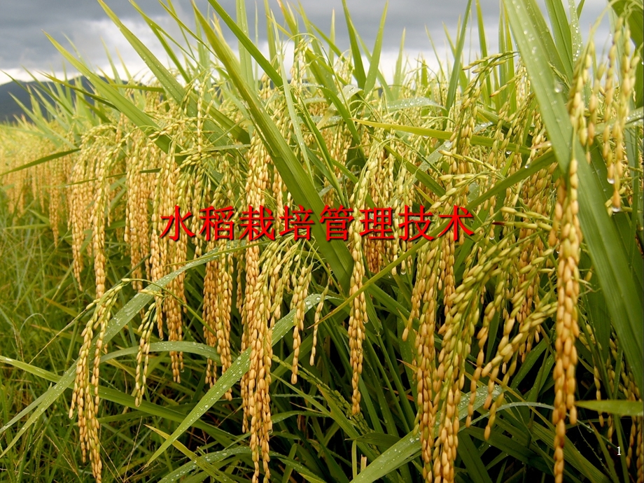 水稻栽培管理技术培训课件.pptx_第1页