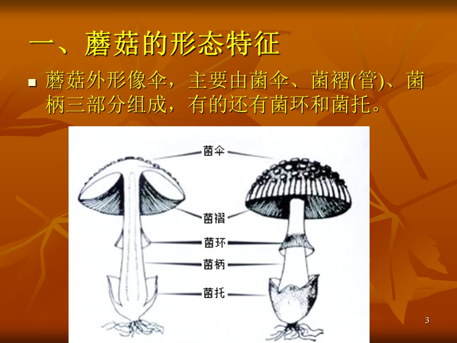 毒蘑菇中毒的预防与控制课件.ppt_第3页