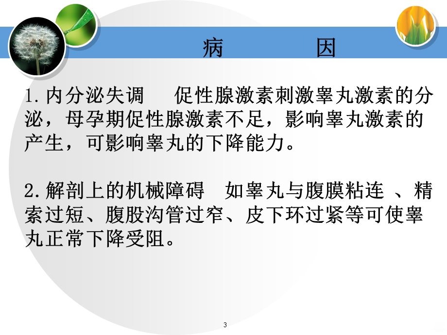 隐睾症课件.ppt_第3页