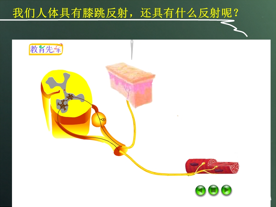 七年级下册非条件反射和条件反射的ppt课件.ppt_第3页