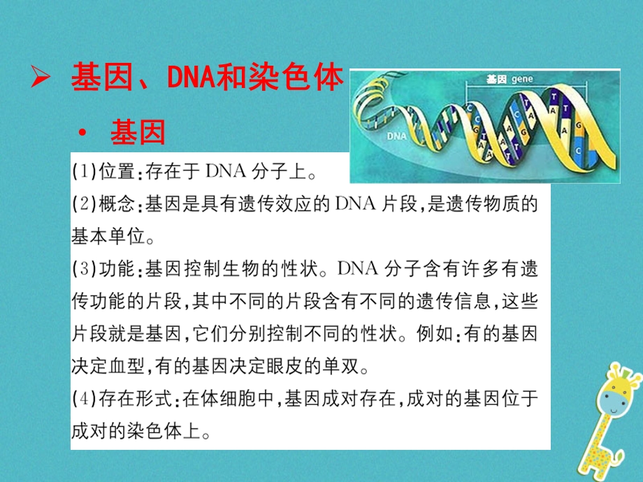 【人教版】最新年八年级生物下册：7.2.2《基因在亲子代间的传递》教学ppt课件.pptx_第3页