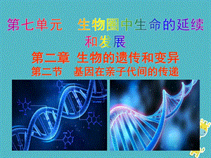 【人教版】最新年八年级生物下册：7.2.2《基因在亲子代间的传递》教学ppt课件.pptx