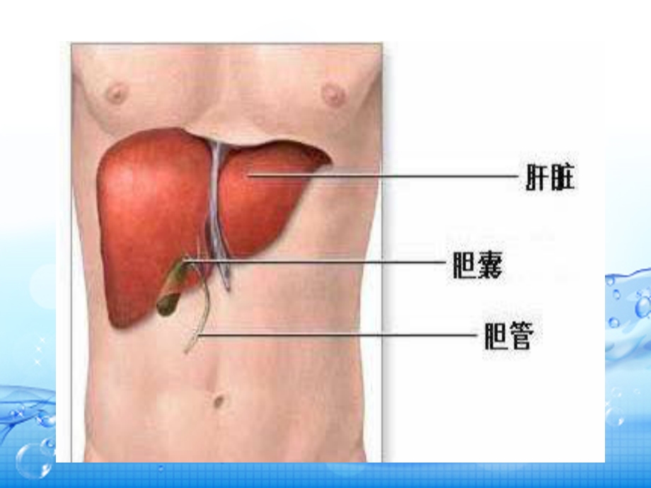 肝胆脾胰的解剖及生理功能课件.ppt_第3页