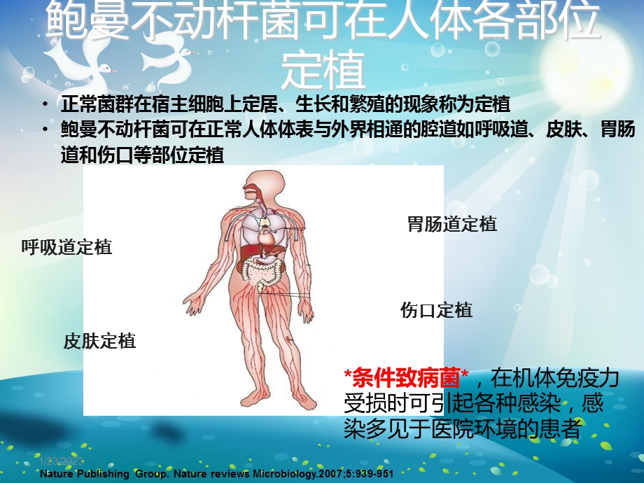 不动杆菌ppt课件.ppt_第2页