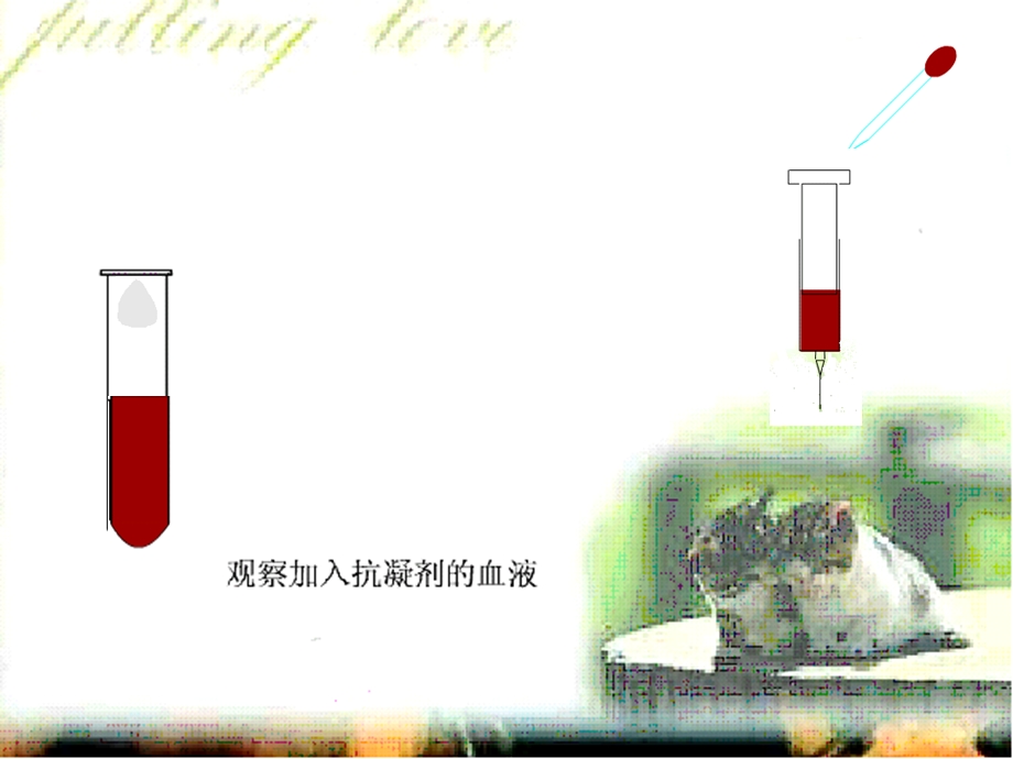 七年级生物下册第二单元第二章《爱护心脏确保运输》复习ppt课件冀教版.ppt_第3页