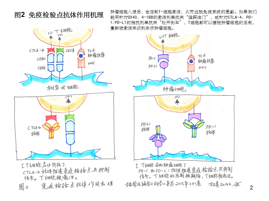 T细胞免疫图片课件.ppt_第2页