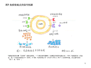 T细胞免疫图片课件.ppt