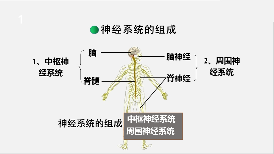 (苏科版)最新八年级上册生物教学：16.1 人体的神经调节第2课时(ppt课件).pptx_第2页