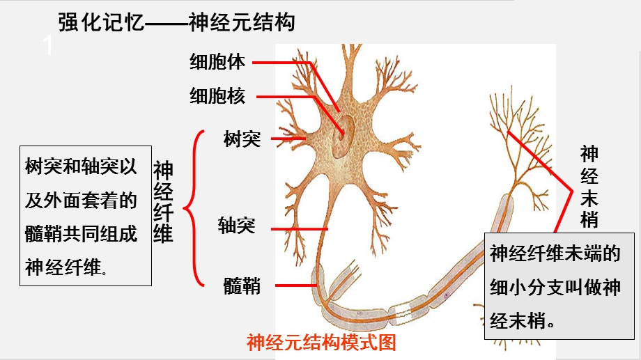 (苏科版)最新八年级上册生物教学：16.1 人体的神经调节第2课时(ppt课件).pptx_第3页