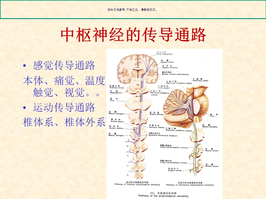 中枢神经的传导通路课件.ppt_第1页