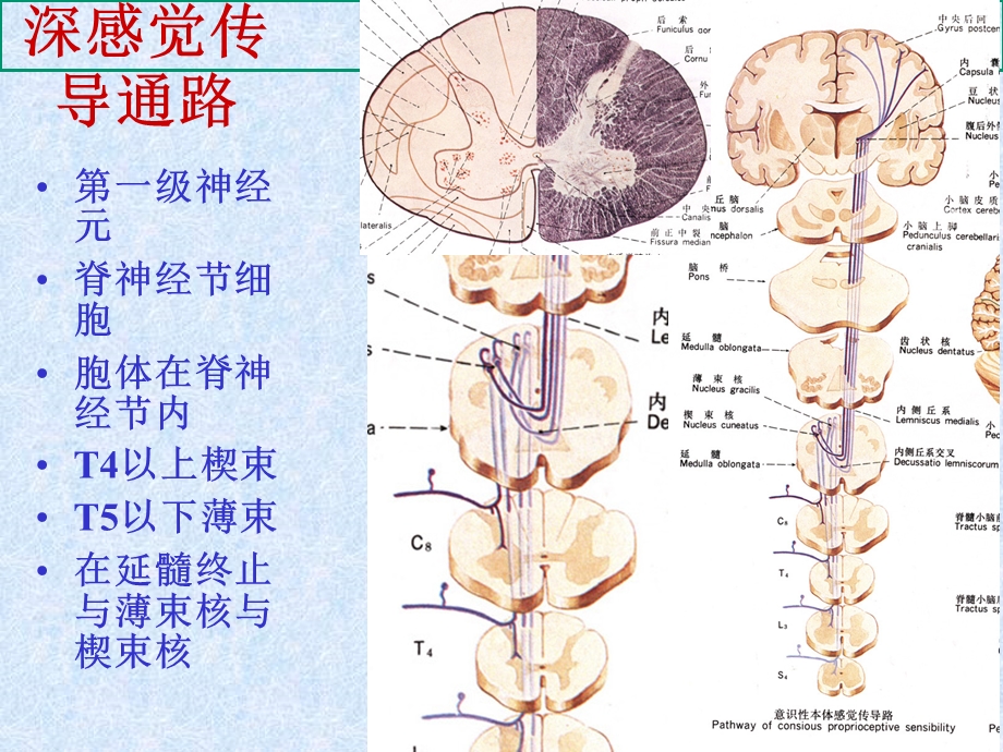 中枢神经的传导通路课件.ppt_第3页