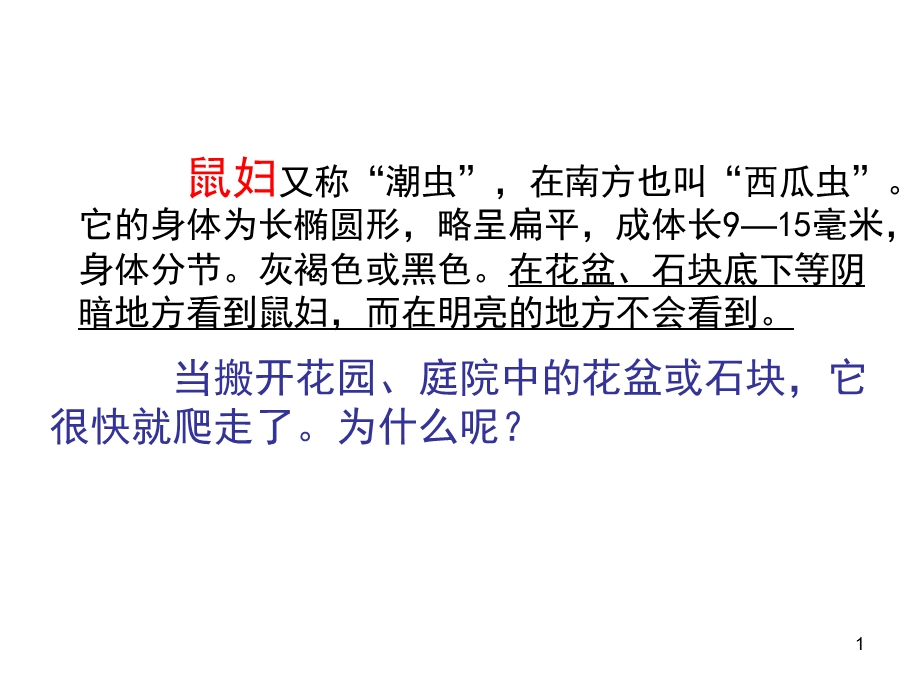 探究光对鼠妇生活的影响课件.ppt_第1页