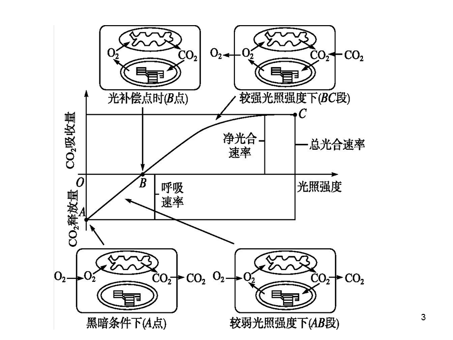 一轮 总光合速率、净光合速率、呼吸速率的辨析与测定课件.pptx_第3页