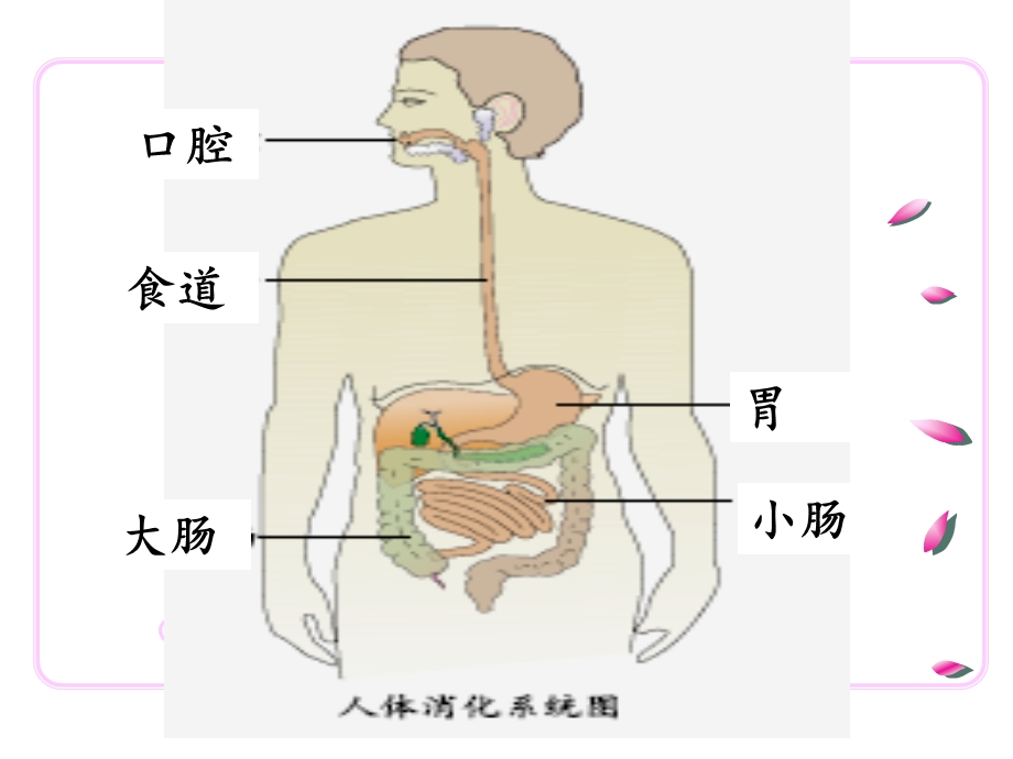 三年级上册科学ppt课件 6《食物的消化》｜鄂教版.ppt_第2页